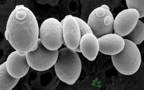 酵母遺傳密碼的進化變化 從釀酒酵母到生物遺產的神奇變遷